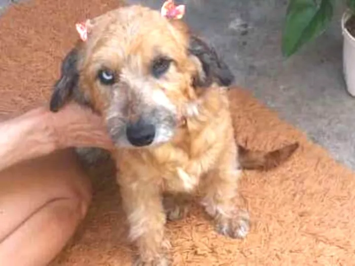 Cachorro ra a poodle idade 2 anos nome Belinha