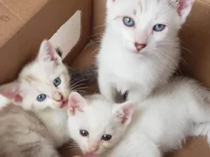 Gato raça Sem raça  idade 2 a 6 meses nome Sem nome