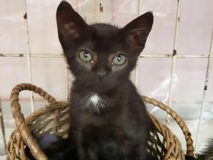 Gato ra a Sem raça  idade 2 a 6 meses nome Sem nome