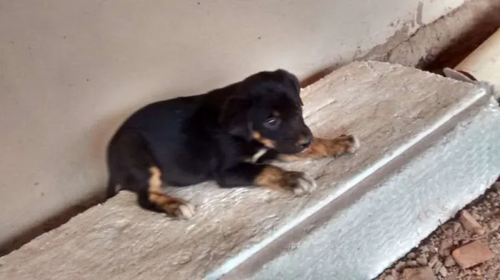 Cachorro ra a Srd idade 2 a 6 meses nome Bebezinha