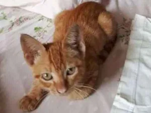 Gato raça desconhecida idade 2 a 6 meses nome Kinta