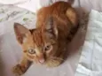 Kinta