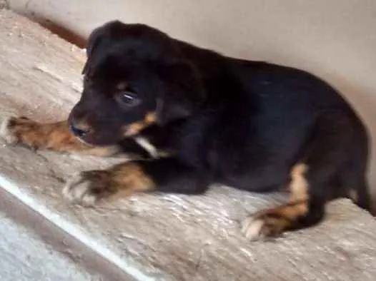 Cachorro ra a Srd idade 2 a 6 meses nome Bebezinha