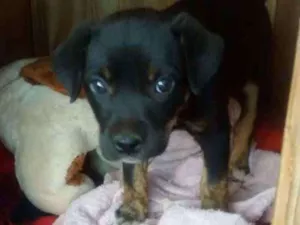 Cachorro raça Srd idade 2 a 6 meses nome Bebezinha