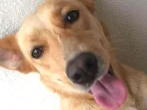 Cachorro raça Lavrador  idade 7 a 11 meses nome Sol