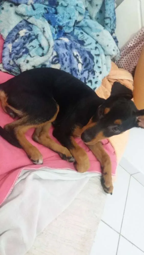 Cachorro raça Pinscher  idade 2 a 6 meses nome Belinha