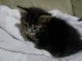 Filhotinhos