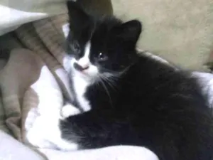 Gato raça Gato idade Abaixo de 2 meses nome Filhotinhos 