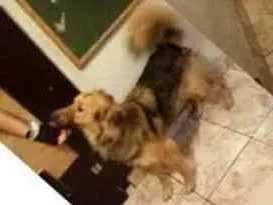 Cachorro raça SRD idade 1 ano nome DOM