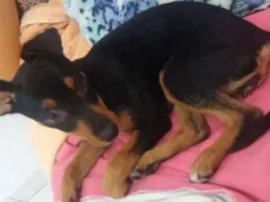 Cachorro raça Pinscher  idade 2 a 6 meses nome Belinha