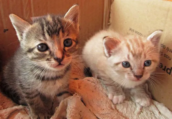 Gato raça Vira lata idade Abaixo de 2 meses nome Não tem