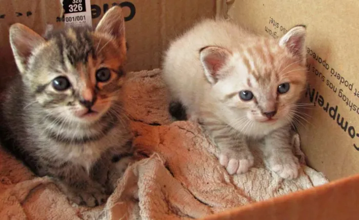 Gato raça Vira lata idade Abaixo de 2 meses nome Não tem