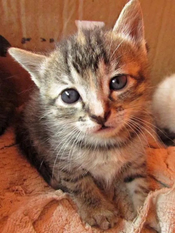 Gato raça Vira lata idade Abaixo de 2 meses nome Não tem