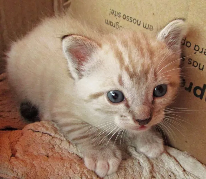 Gato raça Vira lata idade Abaixo de 2 meses nome Não tem