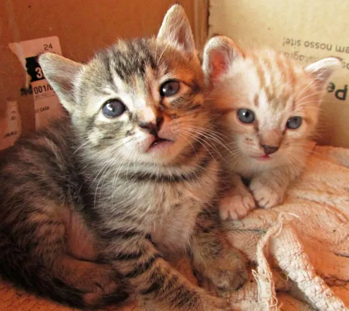 Gato raça Vira lata idade Abaixo de 2 meses nome Não tem