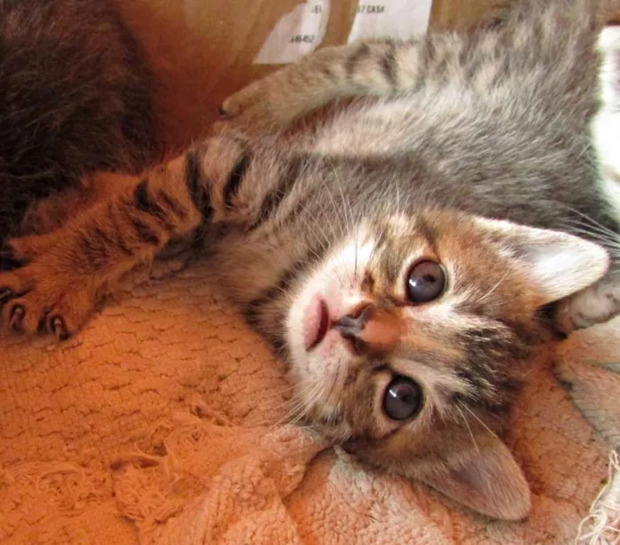 Gato raça Vira lata idade Abaixo de 2 meses nome Não tem