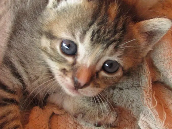 Gato raça Vira lata idade Abaixo de 2 meses nome Não tem