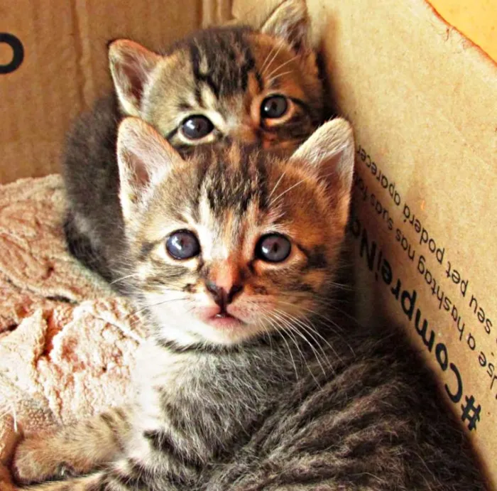 Gato raça Vira lata idade Abaixo de 2 meses nome Não tem