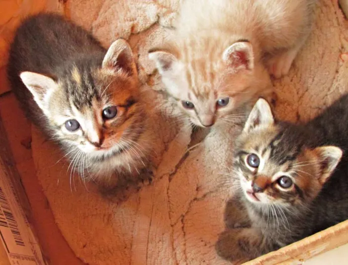 Gato raça Vira lata idade Abaixo de 2 meses nome Não tem