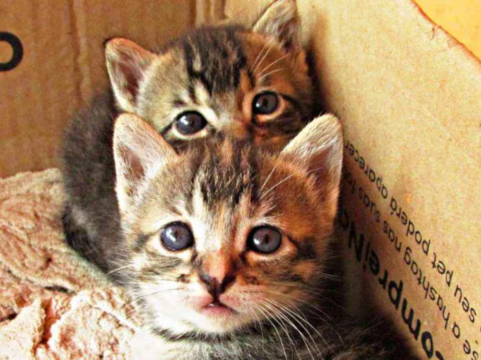 Gato raça Vira lata idade Abaixo de 2 meses nome Não tem