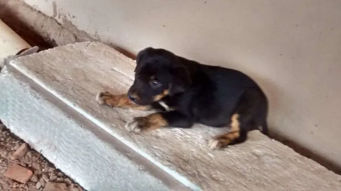 Cachorro ra a Srd idade 2 a 6 meses nome Bebezinha