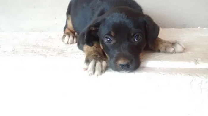 Cachorro ra a Srd idade 2 a 6 meses nome Bebezinha