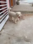 Desconhecido