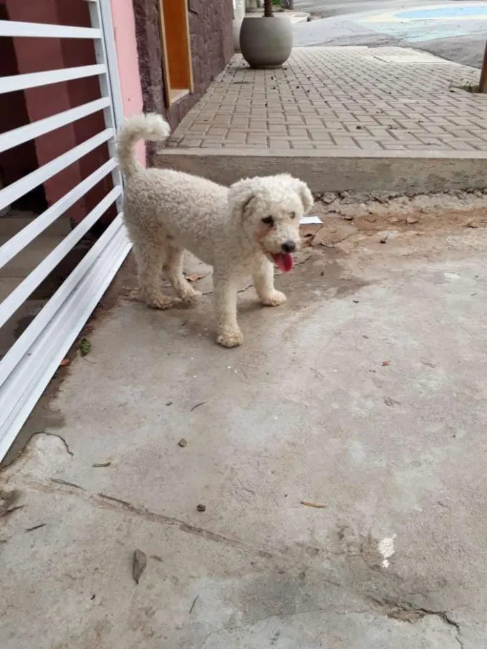 Cachorro ra a Poodle idade 2 anos nome Desconhecido