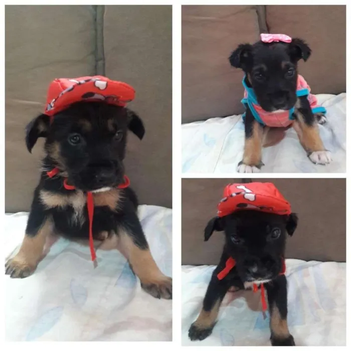 Cachorro ra a srd idade 2 a 6 meses nome tita, kiko e kako