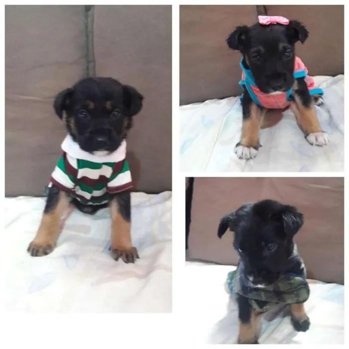 Cachorro ra a srd idade 2 a 6 meses nome tita, kiko e kako