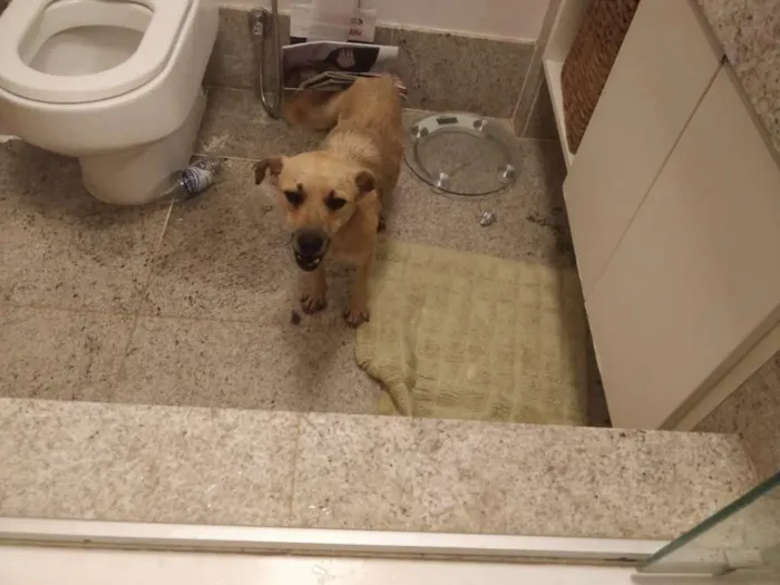 Cachorro ra a Vira lata idade  nome Sem nome