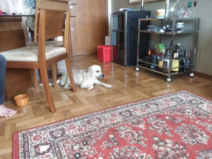 Cachorro ra a Vira lata idade  nome Sem nome