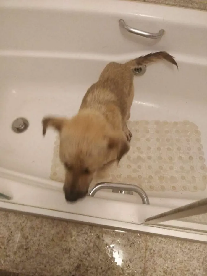 Cachorro ra a Vira lata idade  nome Sem nome