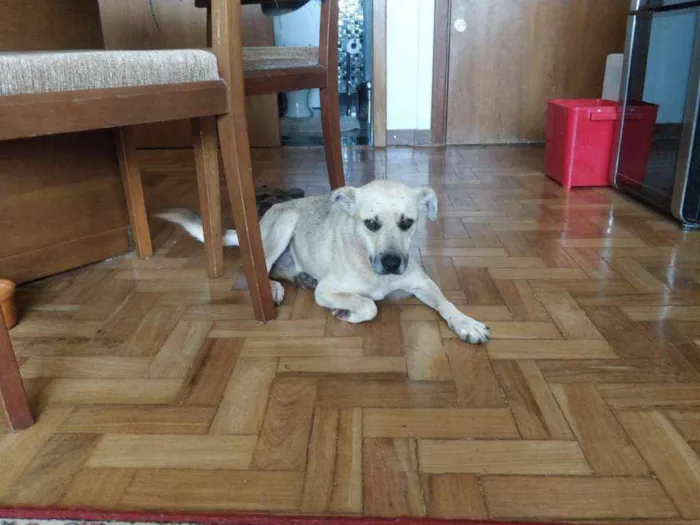 Cachorro ra a Vira lata idade  nome Sem nome