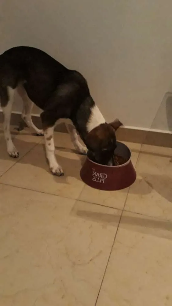 Cachorro ra a SRD idade 2 a 6 meses nome Sasha