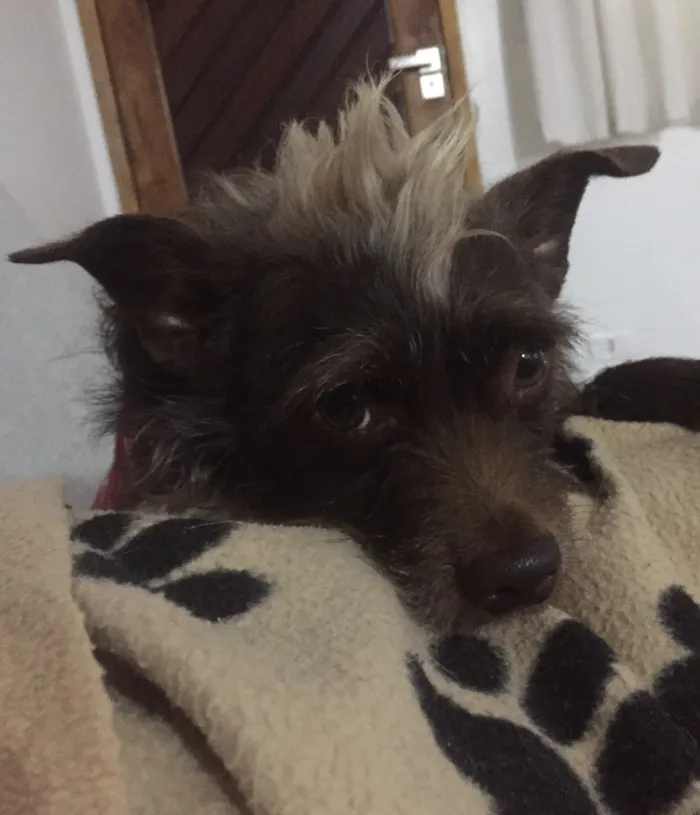 Cachorro ra a SRD idade 3 anos nome Chocolate