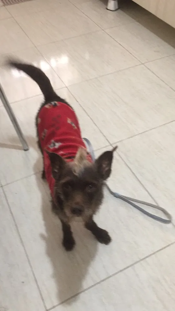 Cachorro ra a SRD idade 3 anos nome Chocolate