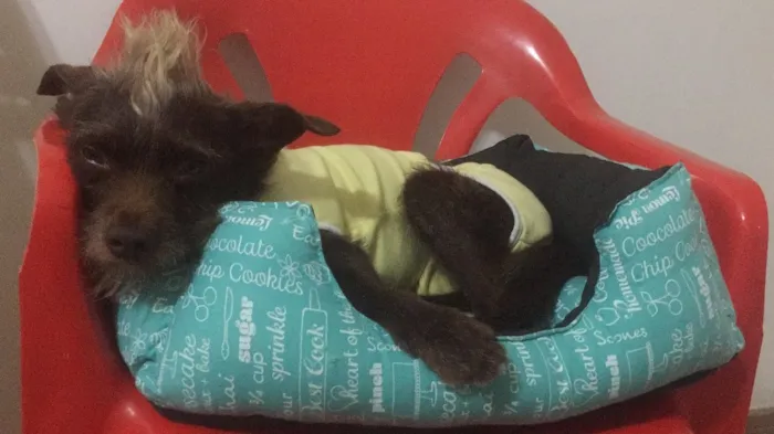 Cachorro ra a SRD idade 3 anos nome Chocolate