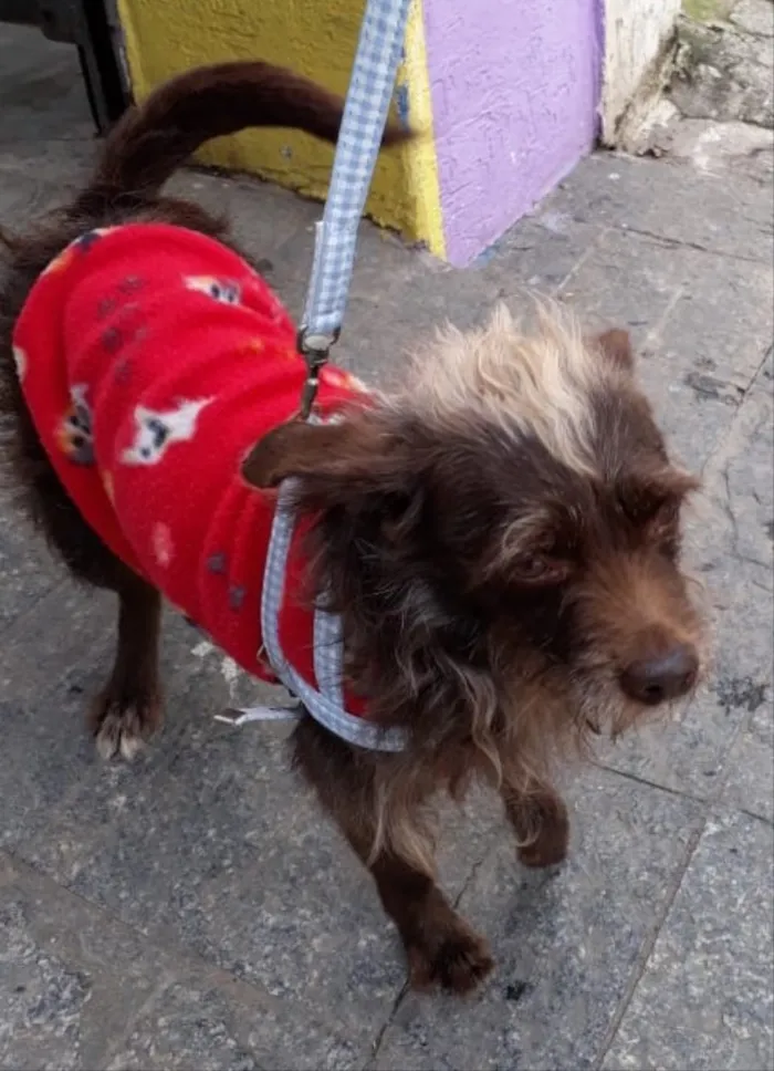 Cachorro ra a SRD idade 3 anos nome Chocolate