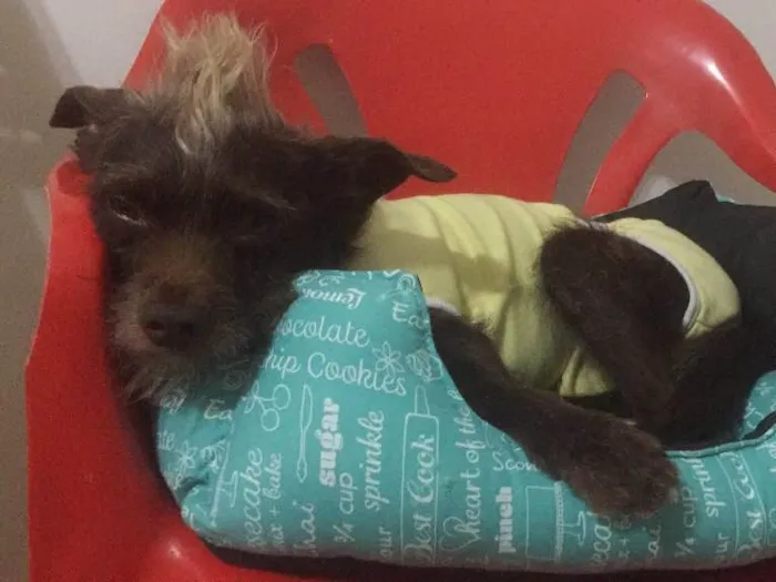 Cachorro ra a SRD idade 3 anos nome Chocolate