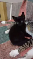 Gordinho