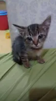 Dedeu