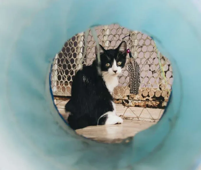 Gato ra a SRD idade 2 a 6 meses nome Wade