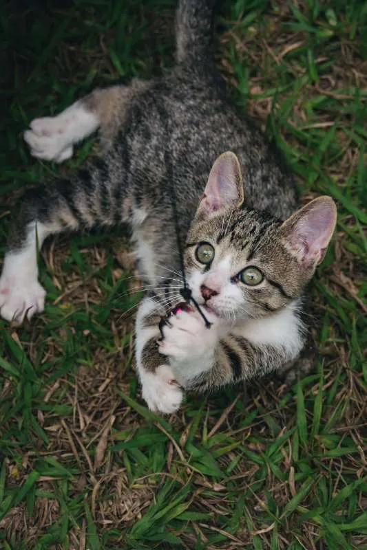 Gato ra a SRD idade 2 a 6 meses nome Rocket