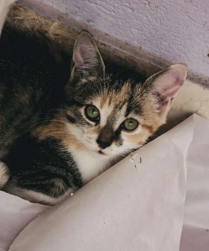 Gato ra a SRD idade 2 a 6 meses nome Wanda