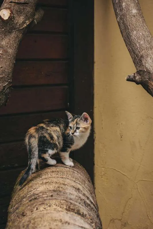 Gato ra a SRD idade 2 a 6 meses nome Wanda