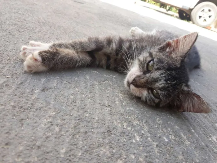 Gato raça Vira-lata  idade Abaixo de 2 meses nome Não tem nome 