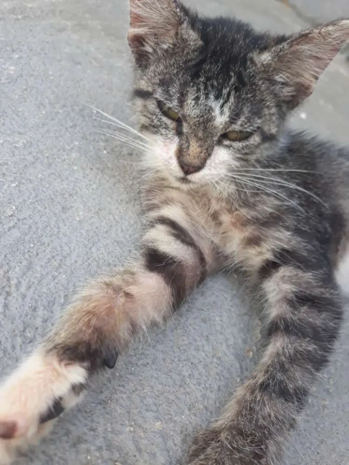 Gato raça Vira-lata  idade Abaixo de 2 meses nome Não tem nome 