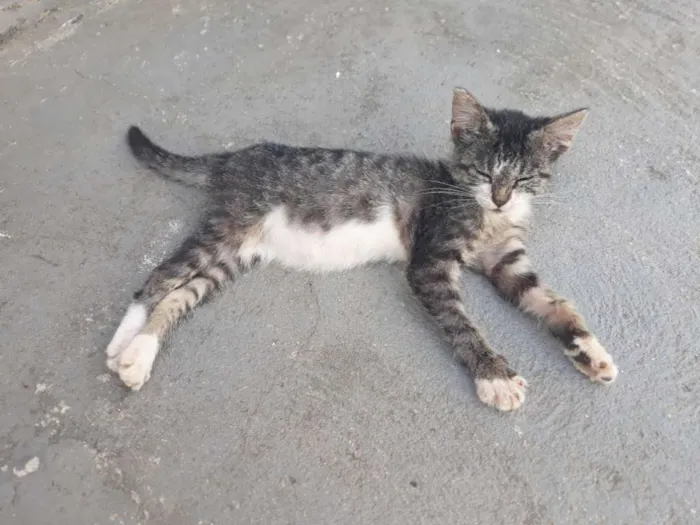 Gato raça Vira-lata  idade Abaixo de 2 meses nome Não tem nome 