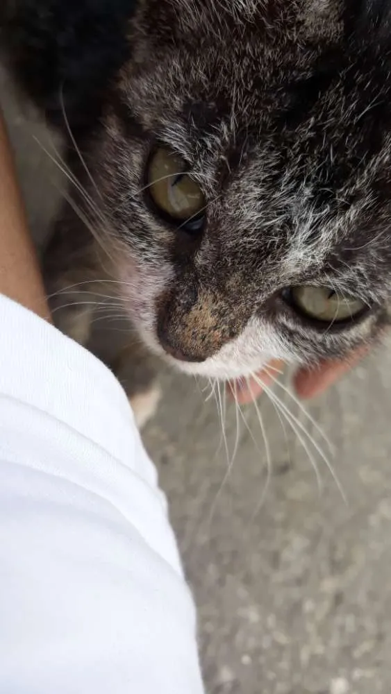 Gato raça Vira-lata  idade Abaixo de 2 meses nome Não tem nome 